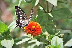 アゲハ４作～ⅰ