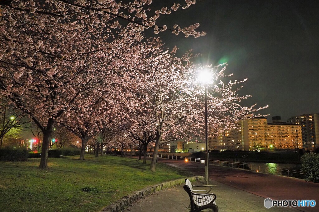 汐入夜桜４景～ⅳ