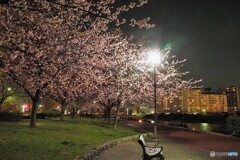 汐入夜桜４景～ⅳ