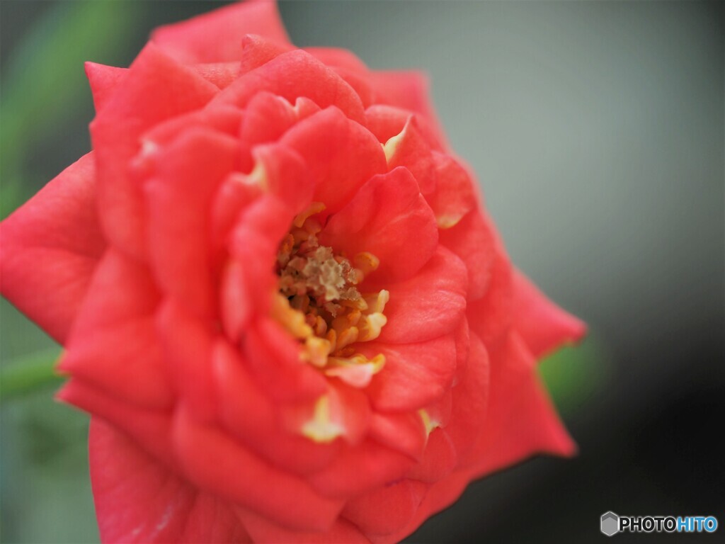 小さな薔薇