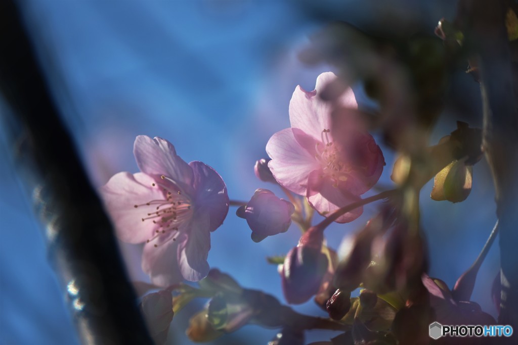 夢桜～ⅳ