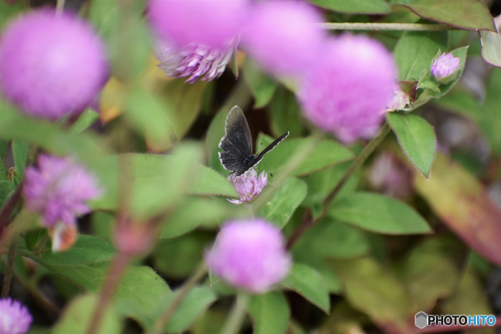 ピンクの中のシジミ。