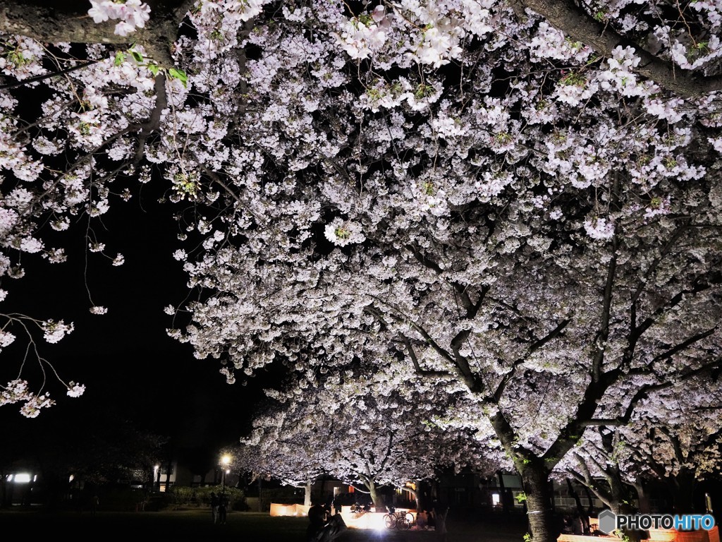 元渕江公園の夜桜～ⅱ