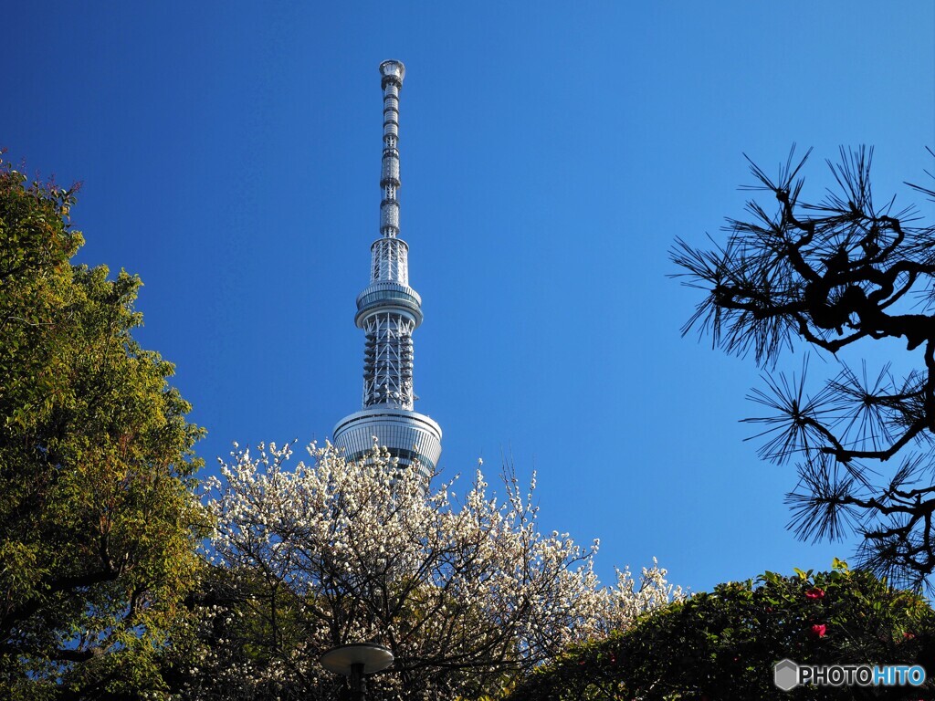 白梅の向こうに