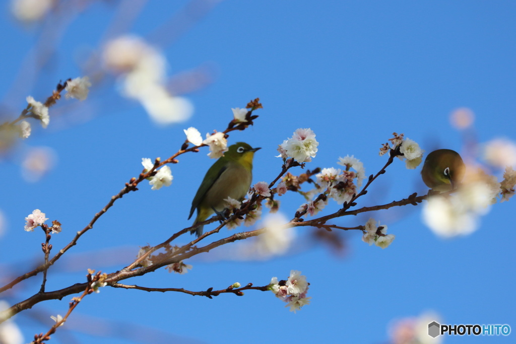 繡眼鳥－④