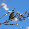 繡眼鳥－④