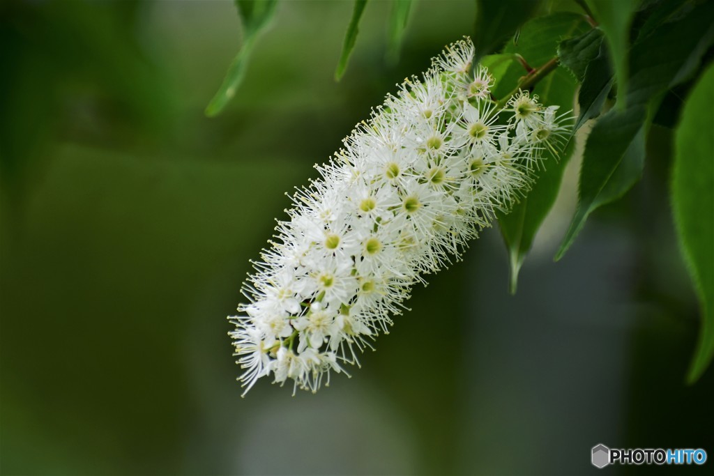 櫻に見えない桜～ⅲ