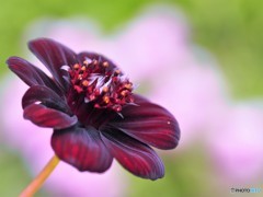 チョコレートコスモス。