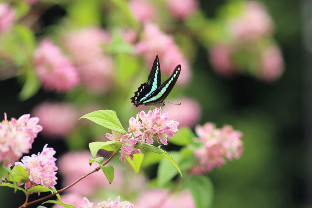 桜色に青の輝き。