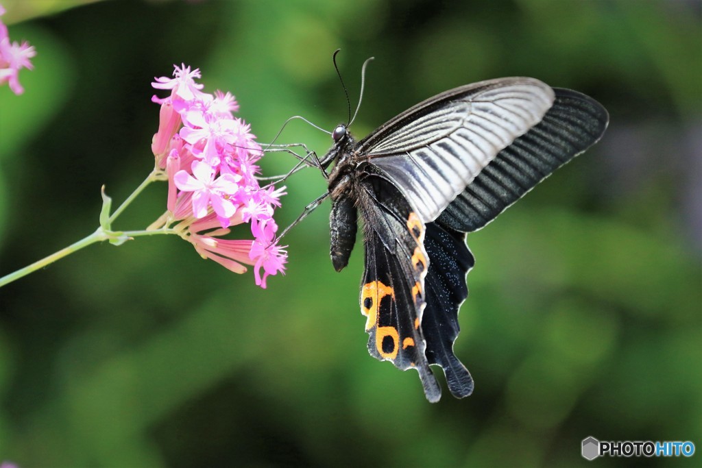 Papilio protenor～Ⅵ