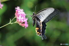Papilio protenor～Ⅵ
