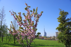 桜いろいろー１１