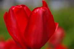 チューリップ －（７）