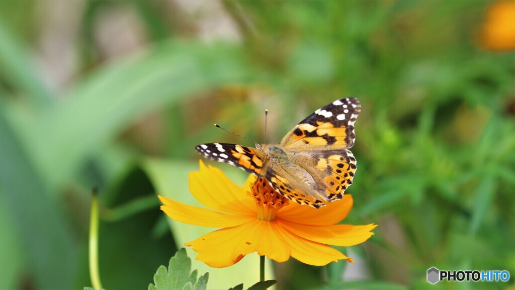 黄花に恋して、、、。