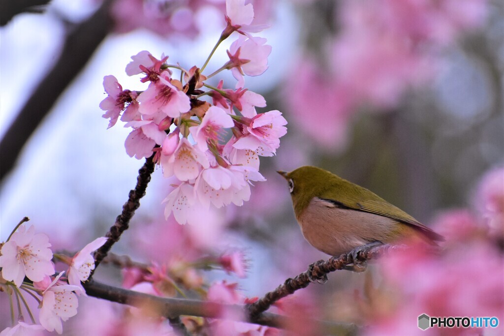 3年前の大寒桜とメジロ～ⅱ