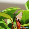 ムラサキツバメ、、、。
