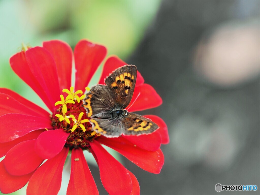 紅３態～ⅲ