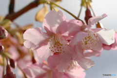 春色爛漫