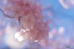 如月桜－Ⅱ