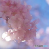 如月桜－Ⅱ