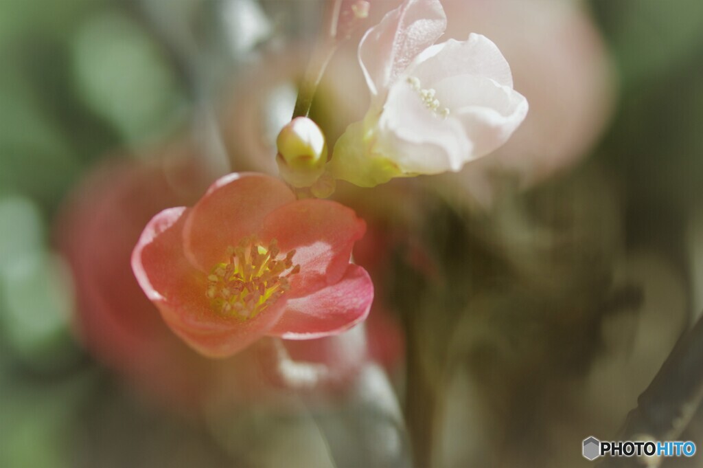 6年前に見た木瓜の花