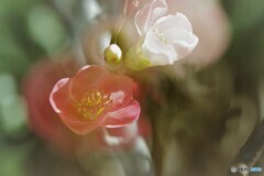 6年前に見た木瓜の花