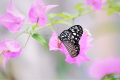 生物園２０１８ⅲ