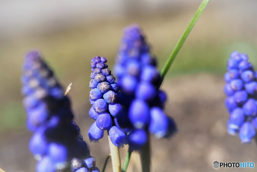 Grape hyacinth