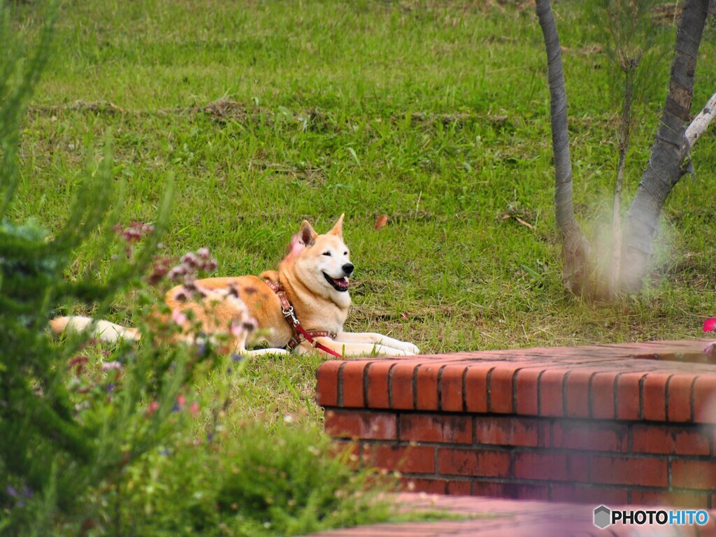 忠犬。