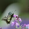 春光の中で、、、ⅴ