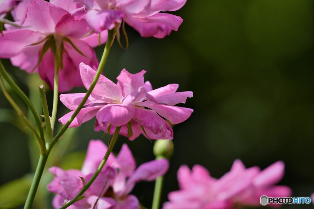 秋華の薔薇