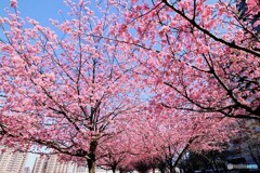 隅田川遊歩道～ⅴ