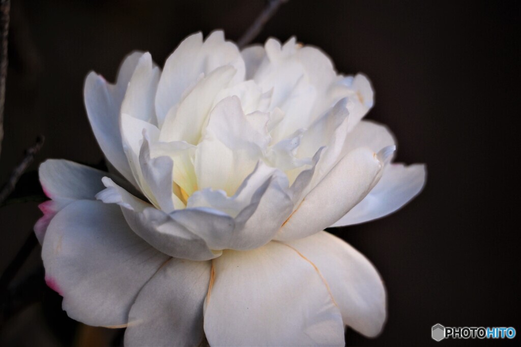 完璧な美しさ～ⅲ