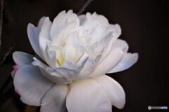 完璧な美しさ～ⅲ