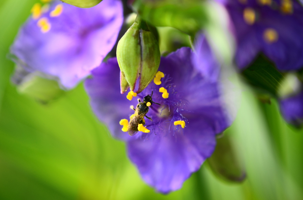 花と虫達ー８
