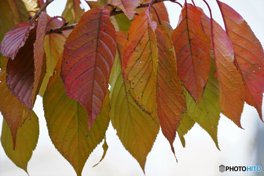 桜の紅葉～朱雀桜