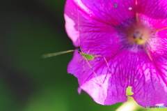 葉月花ー13