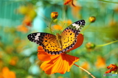 ツマグロヒョウモンの舞－11