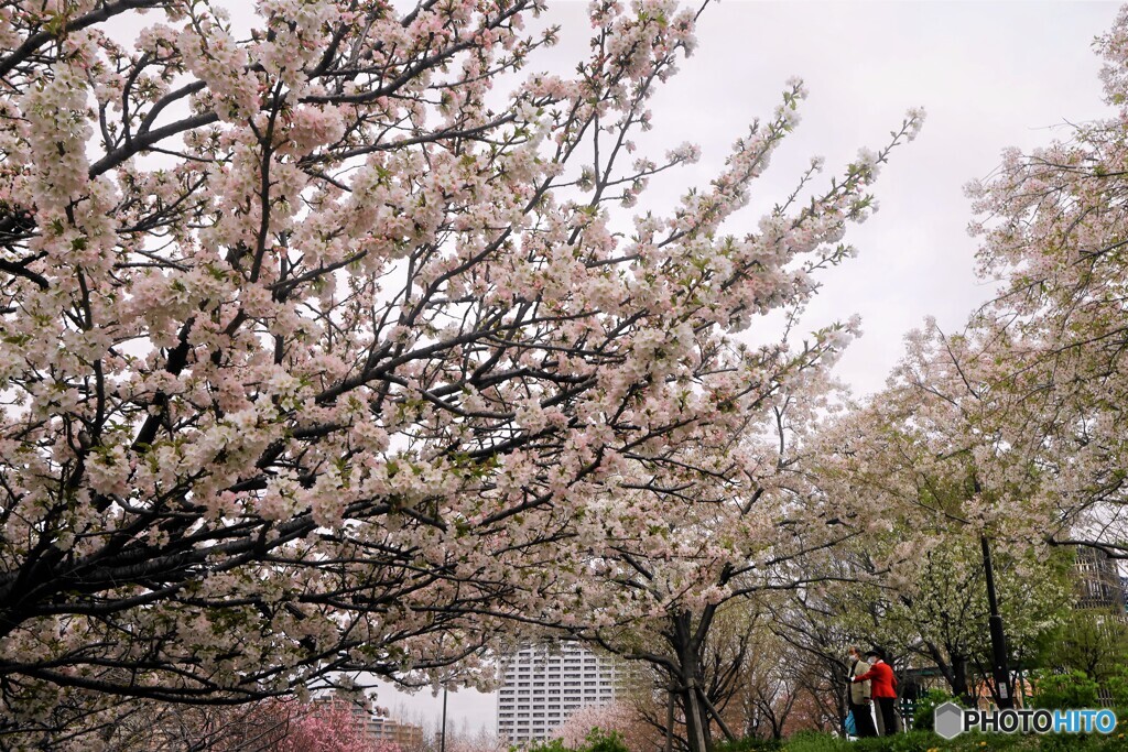 汐入公園春景色