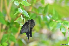 黒い蝶～ⅲ