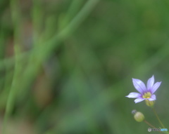 皐月花ーニワゼキショウ－２