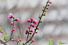 気立てのよさ、、、。