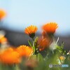 冬知らず～Ⅱ
