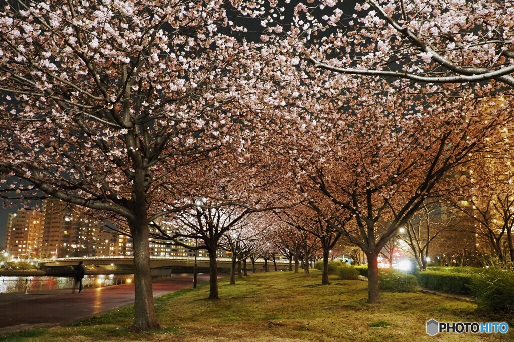 オオカンザクラ夜桜～ⅱ