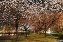 オオカンザクラ夜桜～ⅱ
