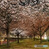 オオカンザクラ夜桜～ⅱ