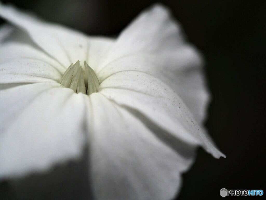 白のフランネル草