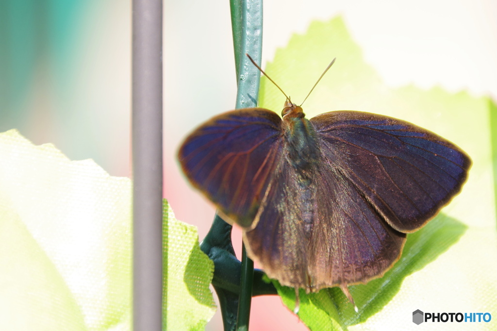 ムラサキツバメシジミ－１