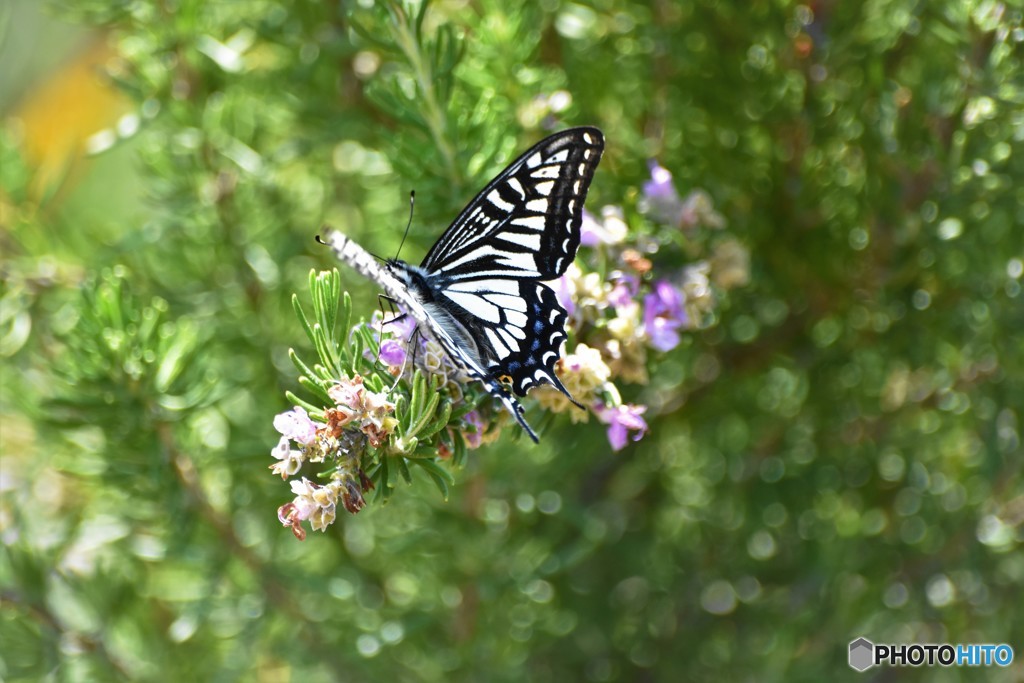 春に舞う、、、。