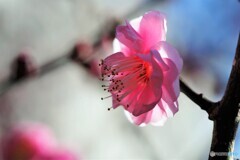 花だより～ⅰ